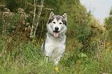 ALASKAN MALAMUTE 428